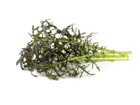 Click & Grow SGR77x3 Ätlig växt Leaf mustard (Red Frill) Startpaket 7 – 14 dagar 18 – 24 ° C 3 styck