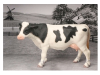 Ko i åben æske 22x10x14,5cm, sortbroget Utendørs lek - El & Bensinkjøretøy - Reservedeler