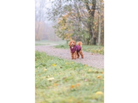 Trixie Pirou Teddy Hundedekken med Sele Burgunder (45 cm)