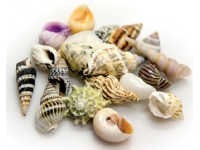 Dohse Muslingeskaller i sæt S, 20 stk. 1-3cm.