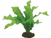 Dohse Echinodrus, 20 cm