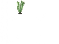 Vallisneria 20 cm
