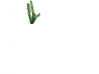 Dohse Egeria, 34cm