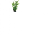 Dohse Hygrophila, 20 cm