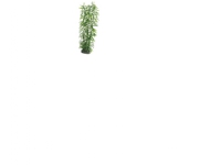 Dohse Heteranthera, 34 cm